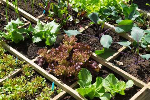 Indoor Vegetable Gardening Ideas