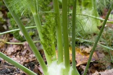 How to Grow Fennel in Your Yard Or Garden