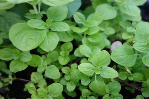 Is Marjoram a Perennial Undershrub?