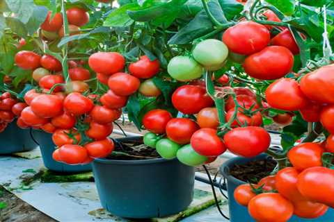 Growing Fruit and Vegetable Gardens