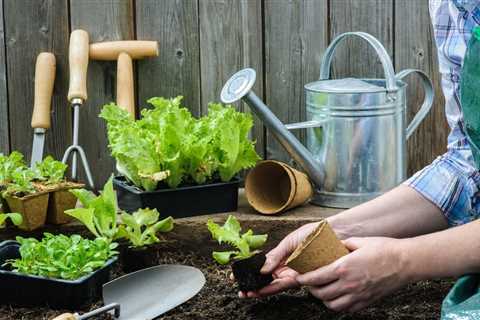 How to Grow More Leafy Greens For Low Maintenance Vegetable Gardening