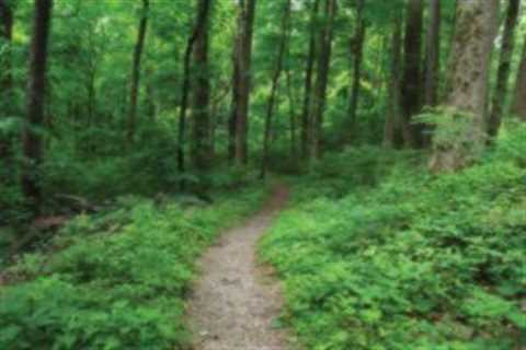 Hiking in Great Smoky Mountains National Park Trails