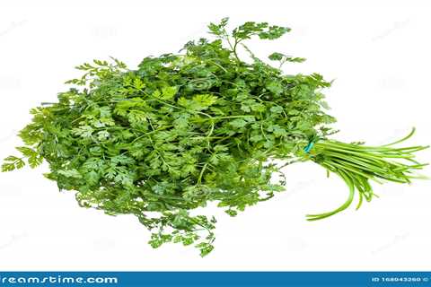 How to Grow Chervil