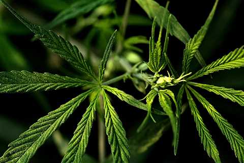 Early data suggest medicinal cannabis could treat prostate cancer