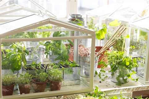 Growing Herbs in a Walk-In Herbal Greenhouse