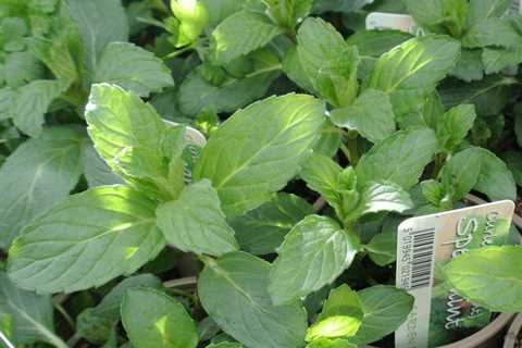 Tips For Planting Spearmint