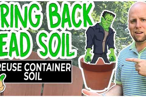 Reuse Soil From Containers | Bring It Back TO Life