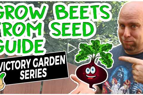 Growing Beets in Containers | Victory Garden Series