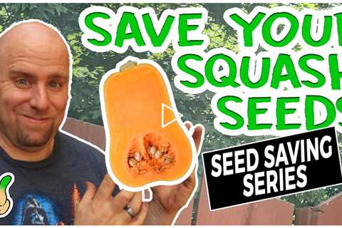 Saving Squash Seeds For Next Year | Best Guide Ever