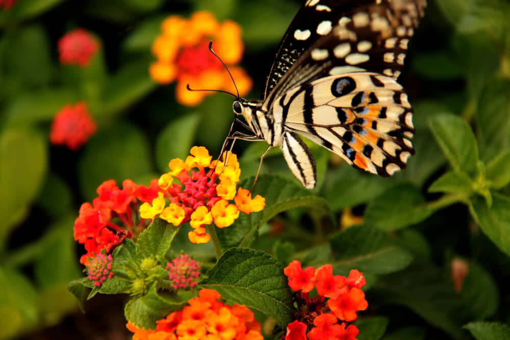 Butterfly and Hummingbird Plants That Attract Butterflies