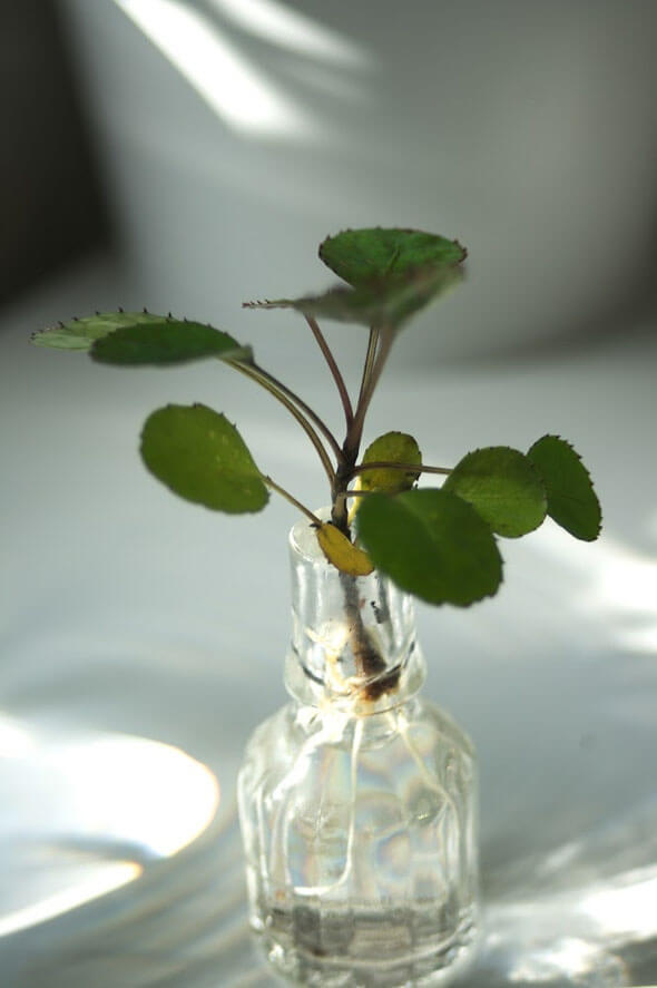 How to Grow Indoor Water Plants