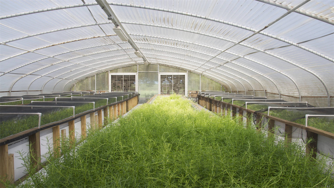 Are Aquaponic Vegetables Safe to Eat?
