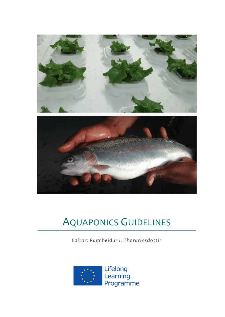 Is Aquaponics Safe For Fish?