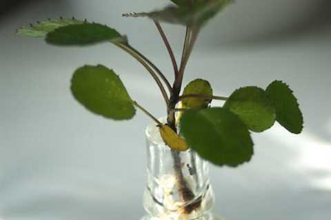 How to Grow Indoor Water Plants