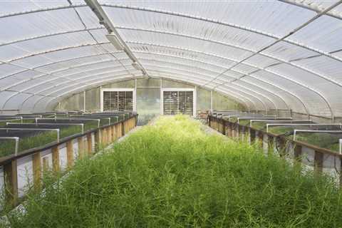 Are Aquaponic Vegetables Safe to Eat?