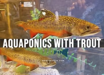 How Many Fish Per Liter to Grow in Aquaponics?