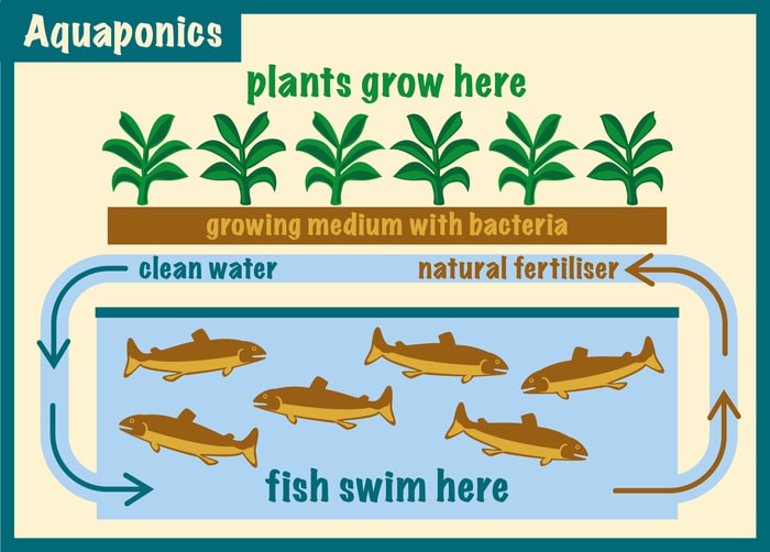 Aquaponics - How Many Fish Per Plant Is Safe?