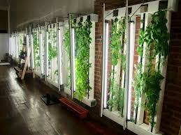How to Make a Hydroponic Garden in Basement