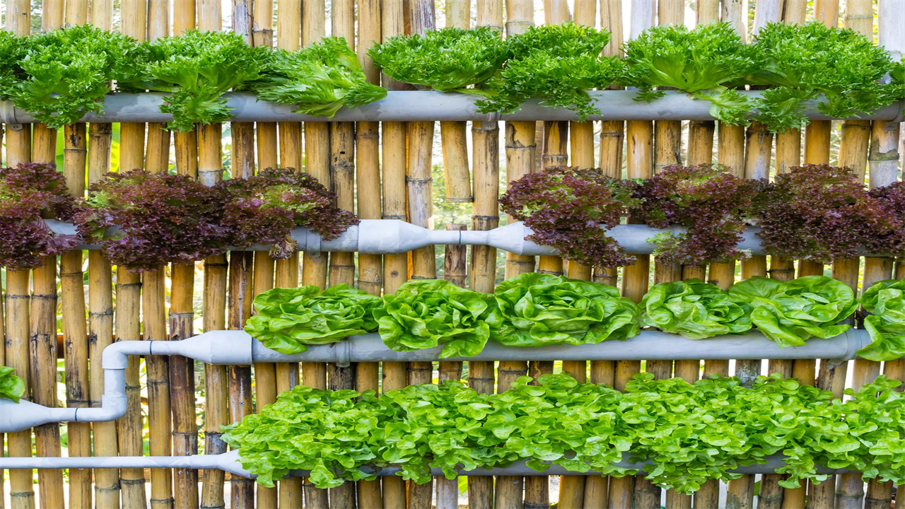 Hydroponic Gardening For Beginners