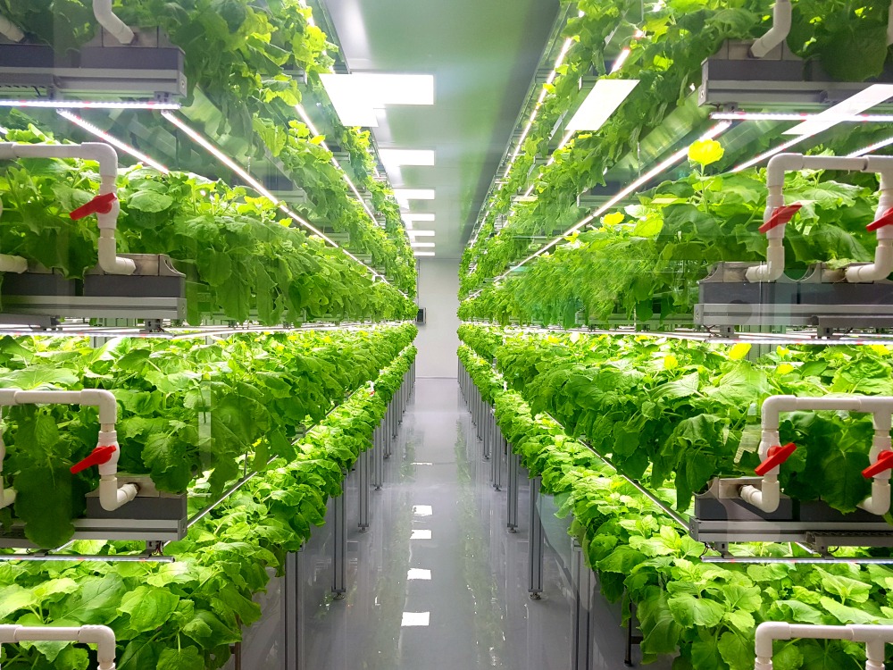 Is Hydroponic Gardening Cost Effective?