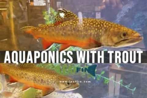 How Many Fish Per Liter to Grow in Aquaponics?