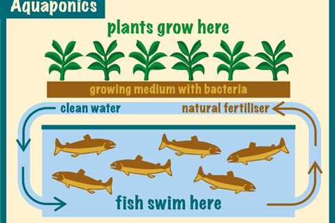 Aquaponics - How Many Fish Per Plant Is Safe?