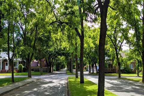 What is an urban tree canopy?
