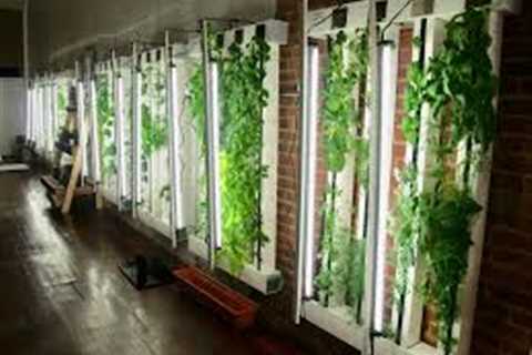 How to Make a Hydroponic Garden in Basement