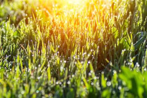 Does Drought Tolerant Grass Survive in a Humid Environment?