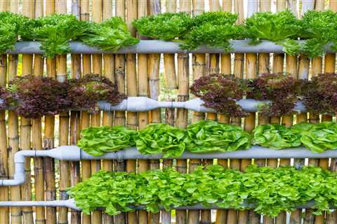 Hydroponic Gardening For Beginners