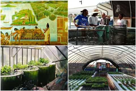 Organic Farming - Who Uses Aquaponics?