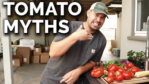 9 Tomato Growing Myths to Avoid!