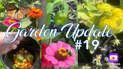 Garden Update Tour #19 Harvesting Tomatoes, Flowers, Vegetables in my backyard! Bees Butterfly