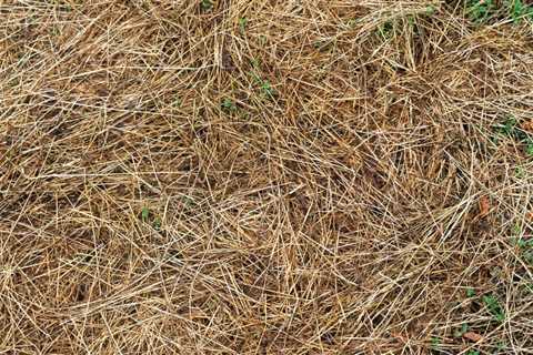 How Brown Patches on Your Lawn Can Weaken Your Grass