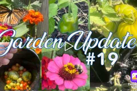 Garden Update Tour #19 Harvesting Tomatoes, Flowers, Vegetables in my backyard! Bees Butterfly