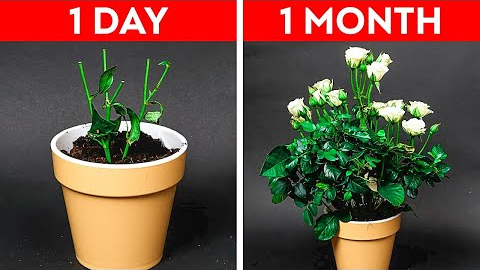 32 Easy Gardening Hacks For Beginners || Plants Growing Tips by 5-Minute DECOR!