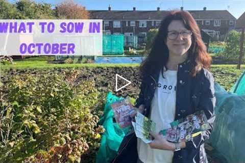 What Can I Sow In October - Allotment Gardening For Beginners UK