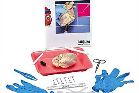 Heart Dissection Student Kit