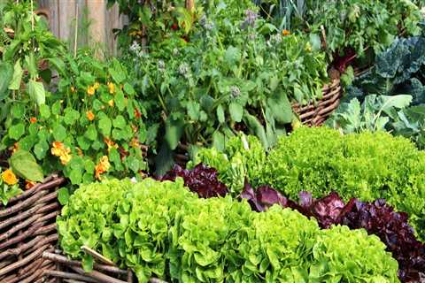 Is gardening cheaper than buying groceries?