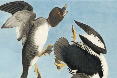 What species of birds does the audubon society focus on protecting?