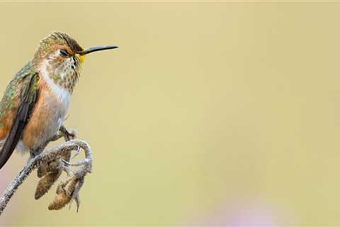 Is the national audubon society a good charity?