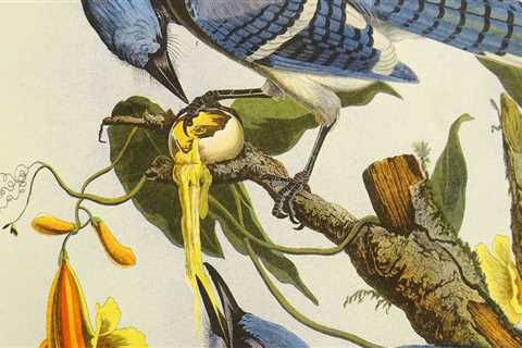 Who founded the audubon society?