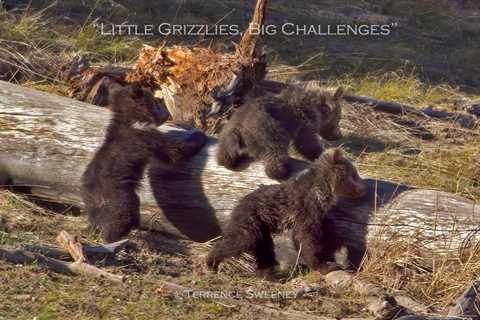 Little Grizzlies, Big Challenges; Grizzly Bear Cubs