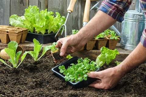 Organic Vegetable Gardening: How to Grow Your Own Fresh Produce