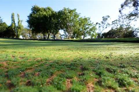 Bentgrass Golf Green Is Thick at Day 7!! //  First Liquid Fert Application