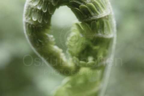 Fern II (Muted Colours)