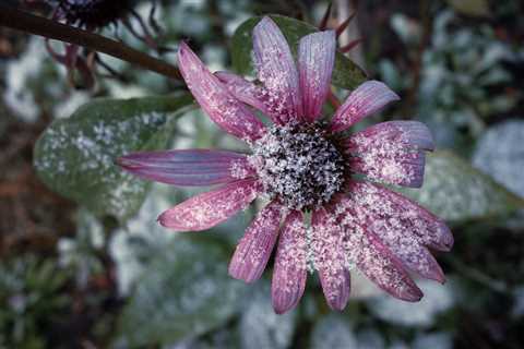 Snow And Flower II