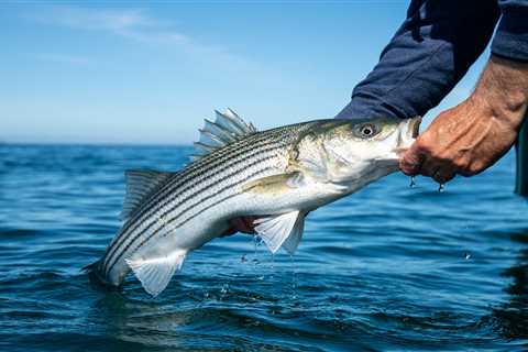 Chunking Clam Bellies For Back-Bay Stripers