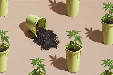 What are the 5 stages of plant growth?