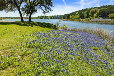 Experience the Local Farmers Market and Festivals in Dripping Springs